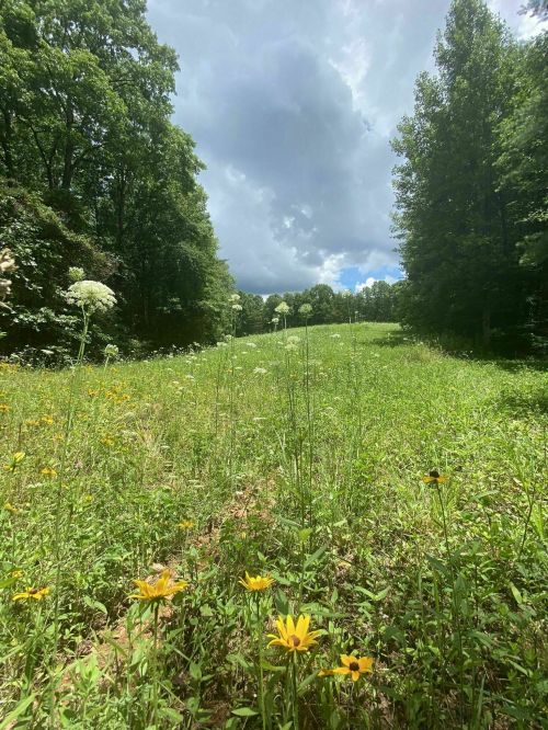A lush green field bordered by trees, dotted with wildflowers under a cloudy sky.