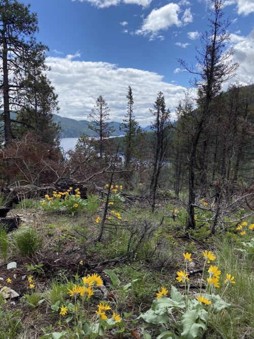 A scenic view of a lake surrounded by trees and blooming yellow wildflowers under a partly cloudy sky.