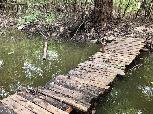 A wooden bridge over a shallow, muddy pond surrounded by trees and foliage. Leaves scattered on the bridge.