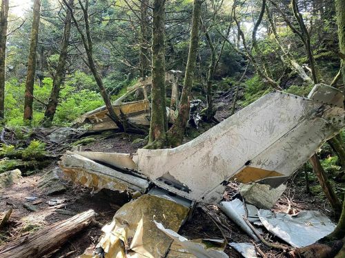 Wreckage of a crashed airplane surrounded by dense trees and foliage in a forested area.