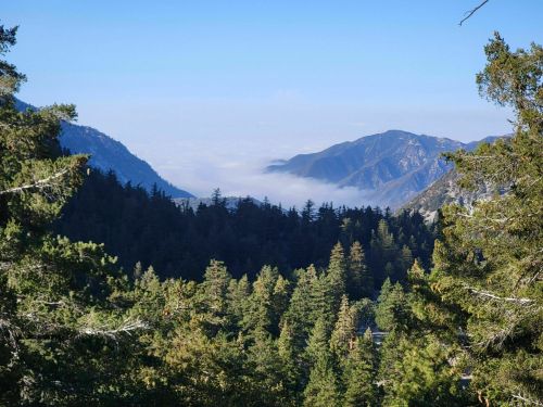 A scenic view of mountains and valleys, with a layer of fog below and lush green trees in the foreground.
