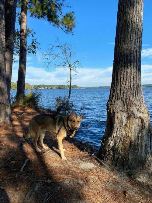A dog stands by a lake, surrounded by trees and sunlight, with water visible in the background.