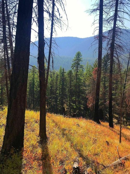 A scenic view of a forest with green trees and a backdrop of mountains under a clear blue sky.