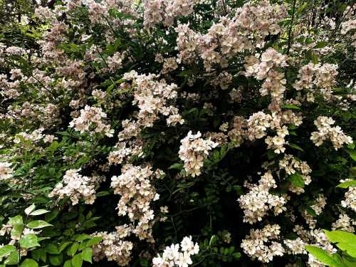 A dense bush covered in clusters of small, pale flowers surrounded by green leaves.