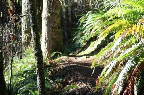 A narrow trail winding through a lush forest with tall trees and vibrant ferns.