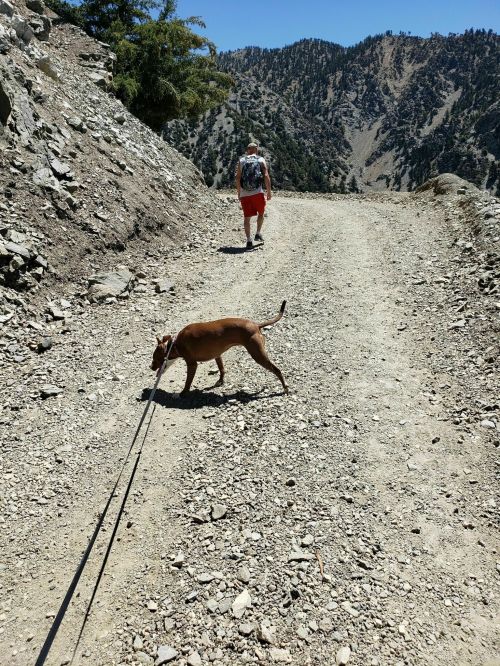 A person walks on a gravel path with a dog in a mountainous area, surrounded by trees and rocky terrain.
