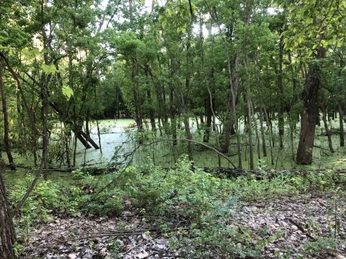 Lush green forest with trees surrounding a swampy area covered in green algae and foliage.