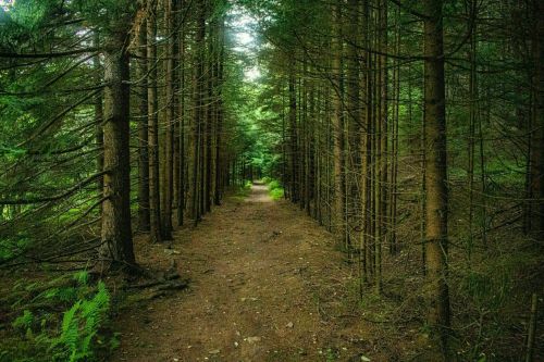 A serene forest path lined with tall trees, leading into a lush green landscape.