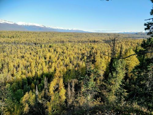 A vast landscape of golden autumn trees stretches towards snow-capped mountains under a clear blue sky.