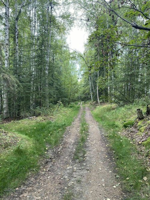 A dirt path winds through a lush green forest, flanked by trees and underbrush on either side.