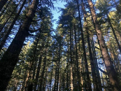 Tall trees stretch towards a clear blue sky, creating a serene forest scene with dappled sunlight filtering through the branches.