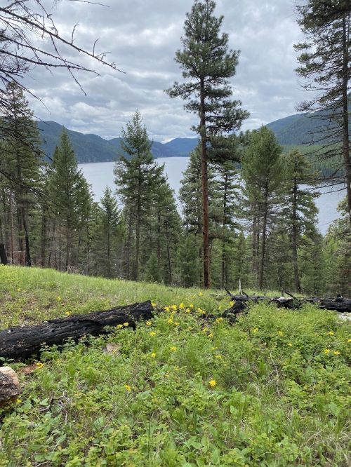 A serene landscape featuring a lake surrounded by mountains, tall trees, and a grassy foreground with yellow flowers.