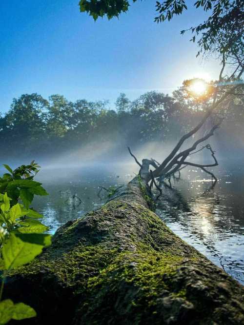 A misty river scene with a moss-covered log, surrounded by trees and sunlight peeking through the foliage.