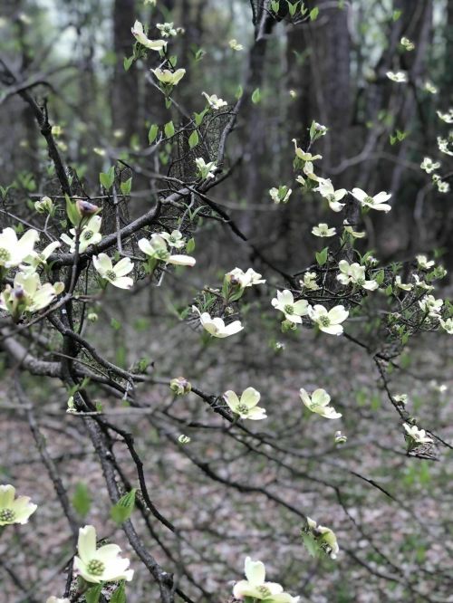 A close-up of a flowering branch with delicate white flowers against a blurred forest background.