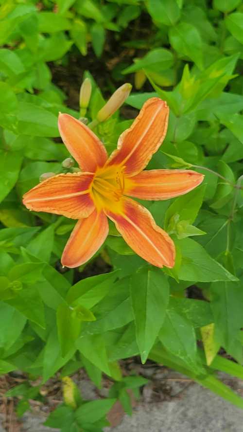 A vibrant orange lily flower surrounded by lush green leaves.