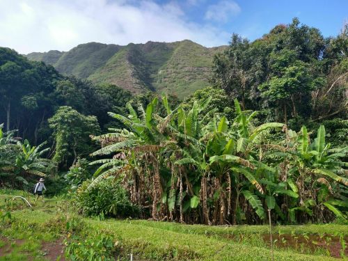 Lush green landscape with banana plants and mountains in the background under a clear blue sky.
