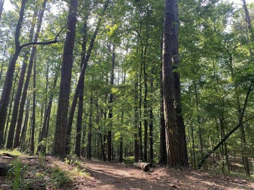 A serene forest scene with tall trees and a dirt path winding through lush greenery. Sunlight filters through the leaves.