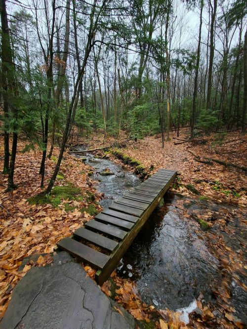 A wooden bridge spans a small stream in a forest, surrounded by trees and fallen leaves on a cloudy day.