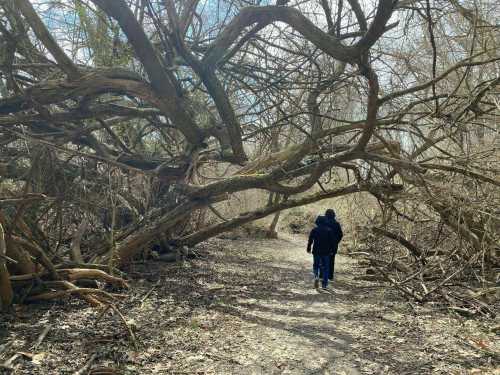 Two people walk along a wooded path, surrounded by twisted branches and bare trees.