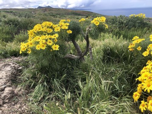 A cluster of bright yellow flowers grows on a hillside, surrounded by green grass and a scenic landscape.