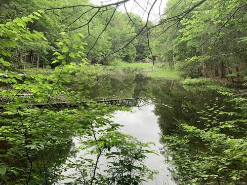 A serene pond surrounded by lush green trees and foliage, reflecting the peaceful landscape.