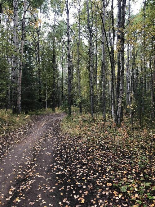 A dirt path winding through a forest of tall trees with autumn leaves scattered on the ground.