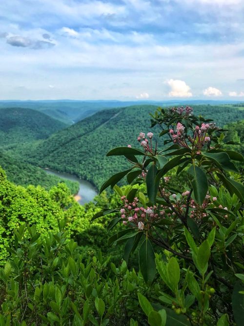 Lush green mountains and a winding river under a blue sky, with blooming flowers in the foreground.