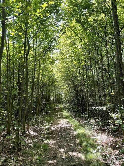 A sunlit forest path surrounded by tall green trees and lush foliage.