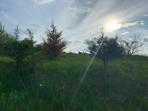 A serene landscape with tall grass, trees, and a bright sun shining through clouds in the background.