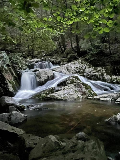 A serene forest scene featuring a flowing stream over rocks, surrounded by lush greenery and soft, dappled light.