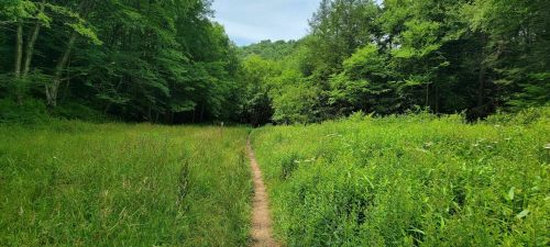 A narrow dirt path winds through a lush green field surrounded by trees and hills under a clear sky.