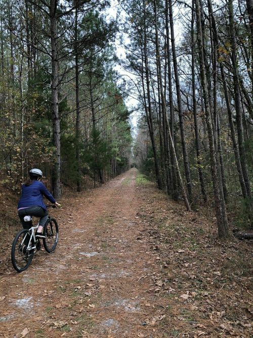 A person rides a bicycle on a narrow dirt path surrounded by tall trees in a forested area.