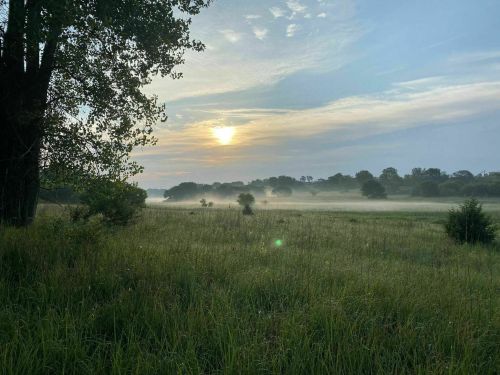 A serene landscape at sunrise, with mist over a grassy field and trees in the background.
