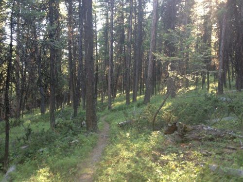 A serene forest scene with tall trees, dappled sunlight, and a narrow dirt path winding through lush greenery.