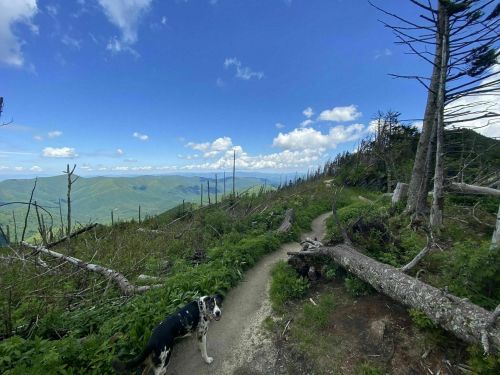 A dog stands on a winding trail surrounded by green hills and fallen trees under a blue sky with fluffy clouds.