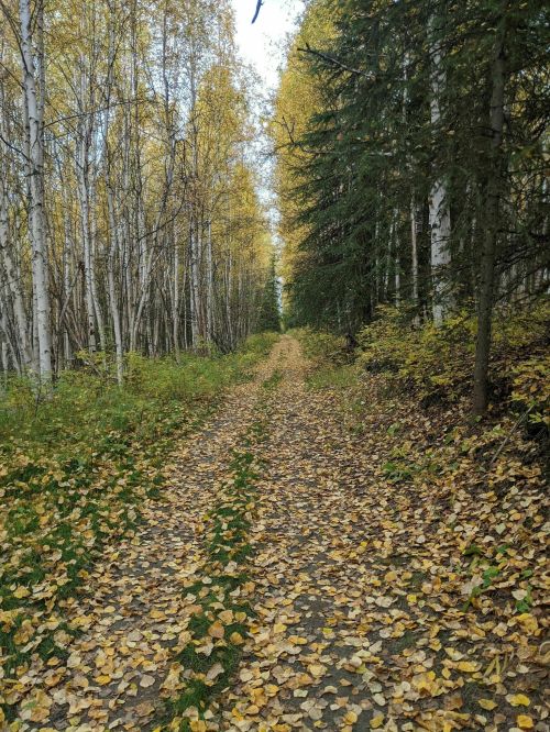 A dirt path lined with trees, surrounded by autumn foliage and scattered yellow leaves on the ground.