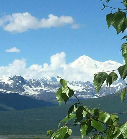 A scenic view of snow-capped mountains under a blue sky, framed by green leaves in the foreground.
