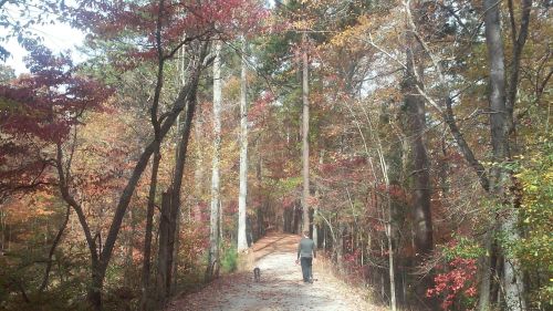 A person walks a dog along a tree-lined path, surrounded by vibrant autumn foliage.