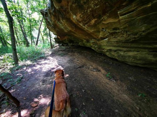 A dog on a leash walks along a forest path beside a large rock formation. Lush greenery surrounds the area.