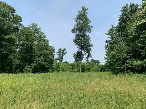 A grassy clearing surrounded by tall trees under a clear blue sky.