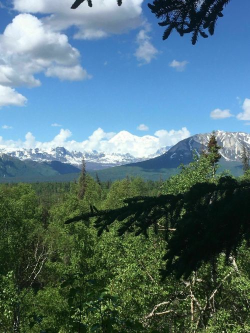 A scenic view of snow-capped mountains under a blue sky, framed by green trees and lush vegetation.