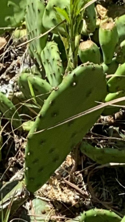 Close-up of a green cactus pad with small spines, surrounded by other cactus plants and dry grass.