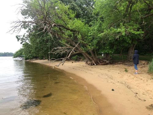 A sandy beach with a tree leaning over the water, and a person walking along the shore under cloudy skies.