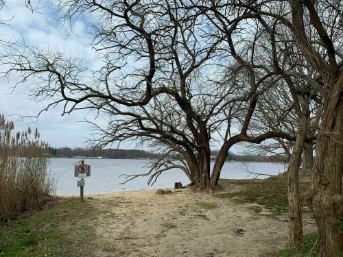 A barren tree stands by a sandy riverbank, with a no swimming sign and reeds in the background under a cloudy sky.