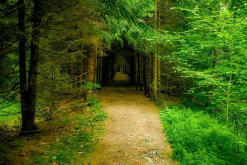 A serene forest path lined with tall trees and lush greenery, leading into a tranquil, shaded area.