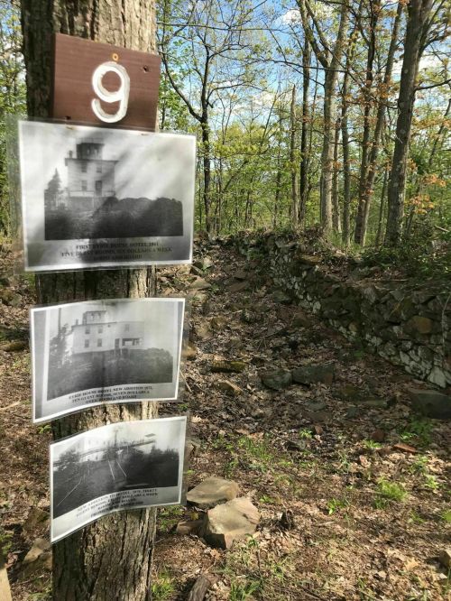 Three historical photos attached to a tree in a wooded area, with a stone wall visible in the background.