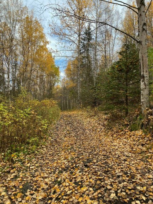 A serene forest path covered in autumn leaves, surrounded by trees with golden foliage under a cloudy sky.