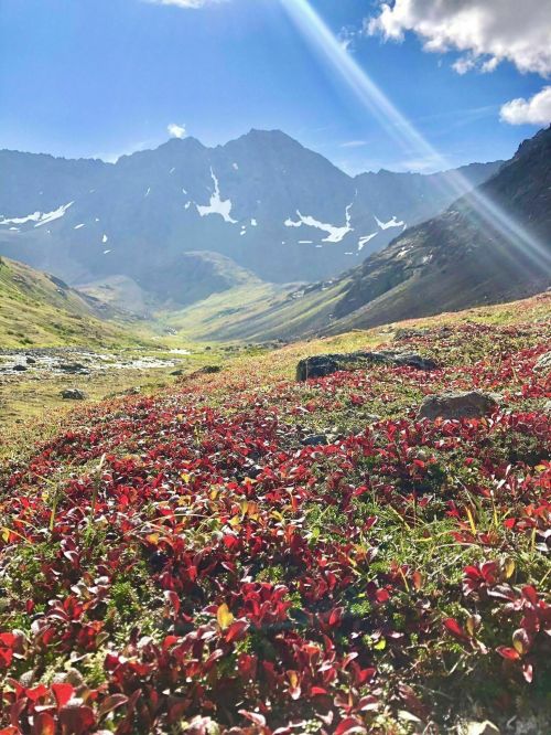 A vibrant landscape with red foliage in the foreground and majestic snow-capped mountains under a bright blue sky.