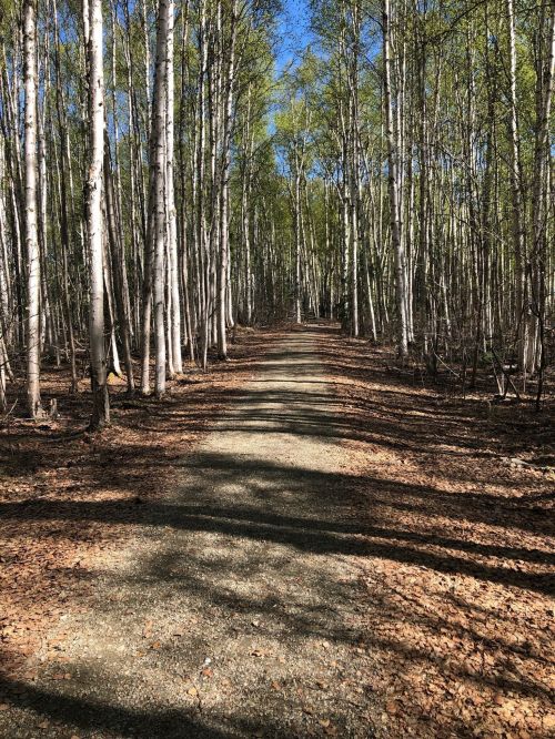 A serene forest path lined with tall trees, sunlight filtering through the leaves, and a carpet of fallen leaves.