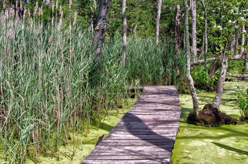 A wooden walkway leads through lush green reeds and algae-covered water in a serene natural setting.